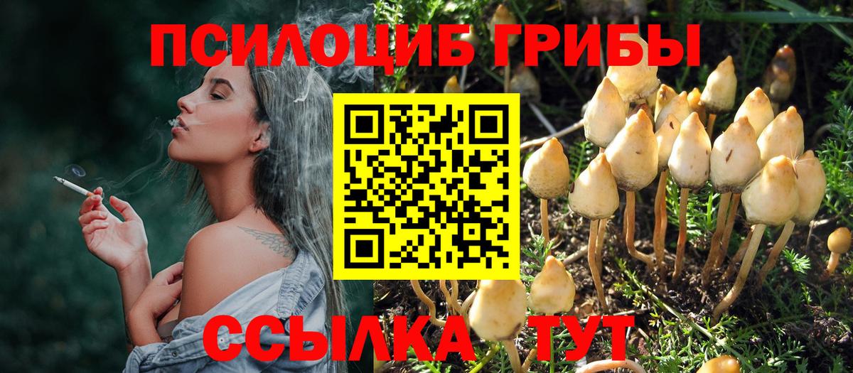Галлюциногенные грибы Psilocybine cubensis Протвино